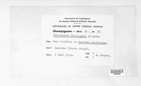 Clarohilum henningsii image